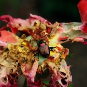 Don't let your guard down, enemy devours